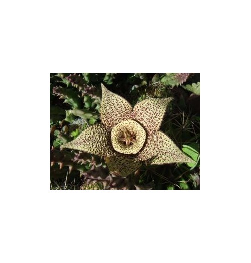 Orbea Variegata (Life force cactus) élixir