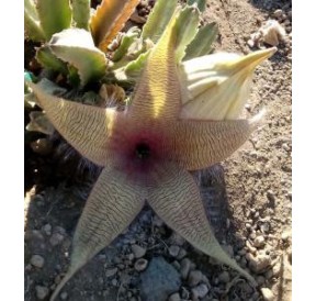 Stapelia Desmetiana* (Earth star cactus) élixir 15ml
