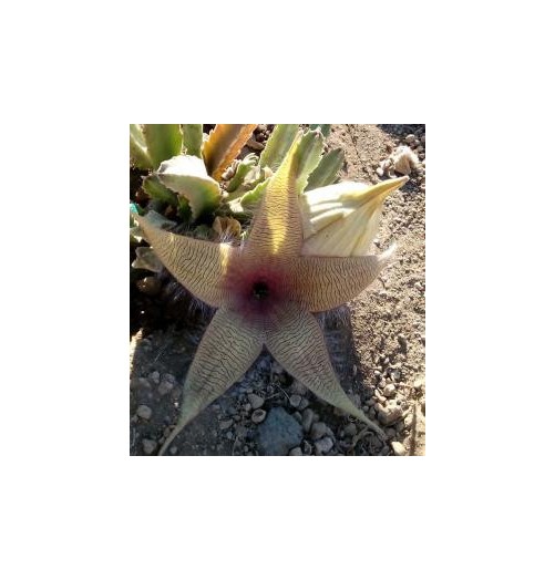 Stapelia Desmetiana* (Earth star cactus) élixir 15ml