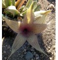 Stapelia Desmetiana* (Earth star cactus) élixir 15ml