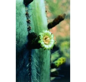 Stenocereus Marginatus* (Noble heart cactus) élixir 15ml