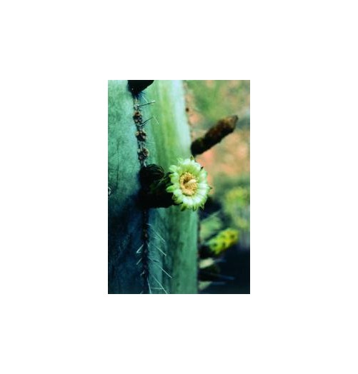 Stenocereus Marginatus* (Noble heart cactus) élixir 15ml
