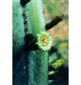 Stenocereus Marginatus* (Noble heart cactus) élixir 15ml Stenocereus Marginatus* (Noble heart cactus) élixir 15ml