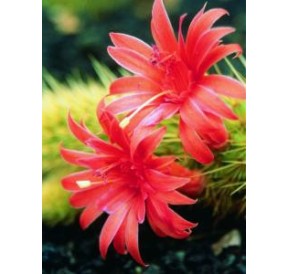 Seticereus icosagonus (Love Cactus) élixir