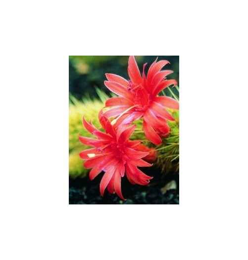 Seticereus icosagonus* (Love Cactus) élixir 15ml