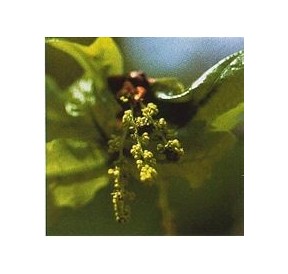 Chêne/Oak*
