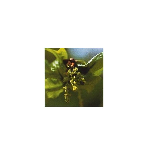 Chêne/Oak*