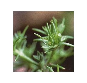 Alène/Scleranthus*