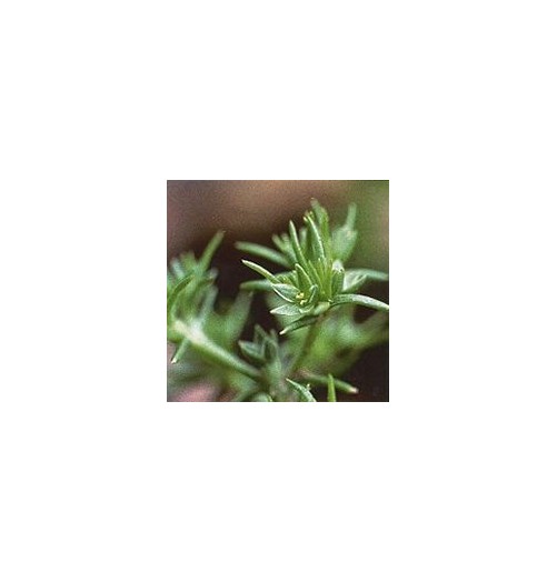 Alène/Scleranthus*