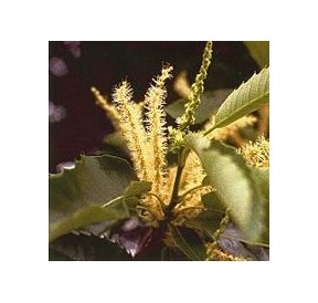 Châtaignier/Sweet Chesnut*