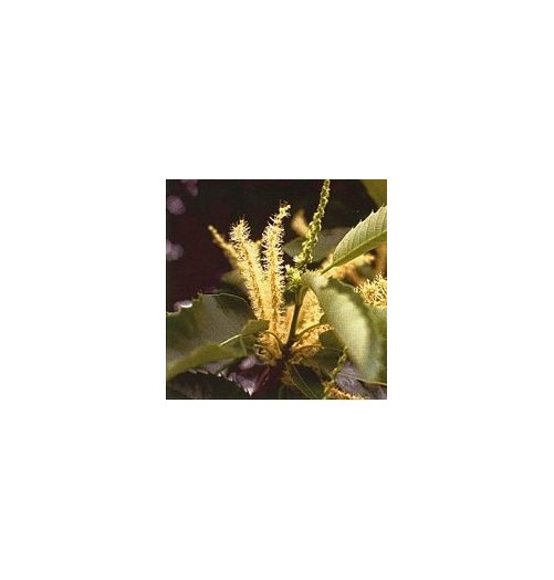 Châtaignier/Sweet Chesnut*
