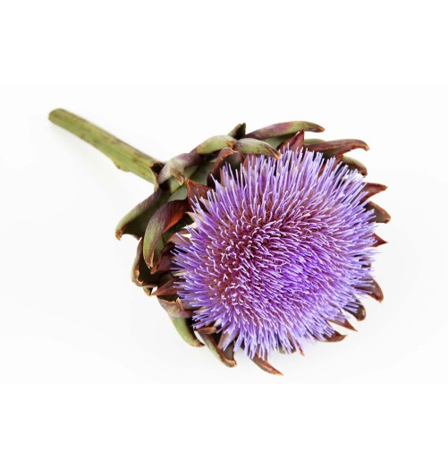 Artichaut Bio Granula Herba 40 gélules