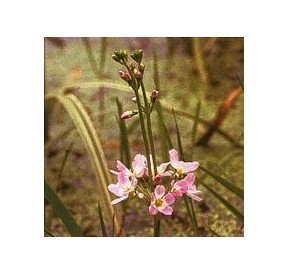 Hottonie des Marais/ Water Violet*