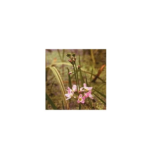 Hottonie des Marais/ Water Violet*
