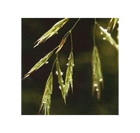 Folle Avoine/Wild Oat*
