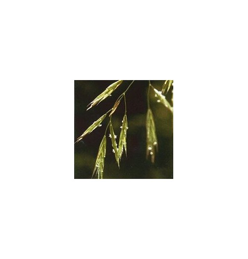 Folle Avoine/Wild Oat*