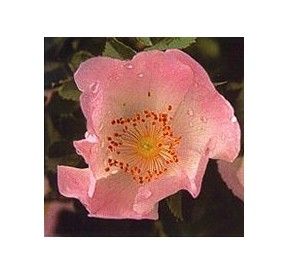Eglantier/Wild Rose*