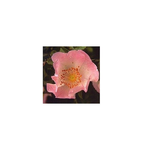 Eglantier/Wild Rose*