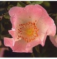 Eglantier/Wild Rose* Eglantier/Wild Rose*