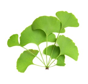 Ginkgo Biloba Bio Granula Herba 40 gélules