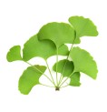 Ginkgo Biloba Bio Granula Herba 40 gélules