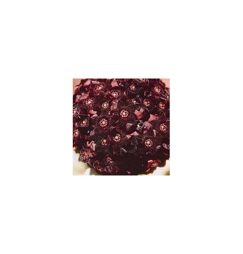 Caralluma Russelliana (Shadow cactus) élixir