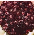 Caralluma Russelliana* (Shadow cactus) élixir 15ml
