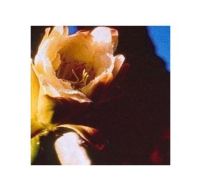 Cereus Peruvianus (Radiation protection cactus) élixir