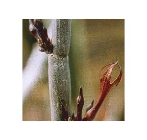 Céropégia Fusca (Release Cactus) élixir