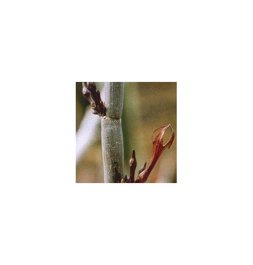 Céropégia Fusca* (Release Cactus) élixir 15ml
