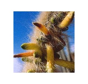 Cleistocactus Ritteri* (Inner Cleansing Cactus) élixir 15ml