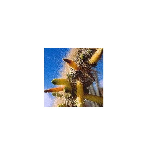 Cleistocactus Ritteri* (Inner Cleansing Cactus) élixir 15ml