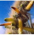 Cleistocactus Ritteri* (Inner Cleansing Cactus) élixir 15ml Cleistocactus Ritteri* (Inner Cleansing Cactus) élixir 15ml