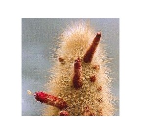 Cleistocactus Strausii*  (Aura Cleansing Cactus) élixir 15ml