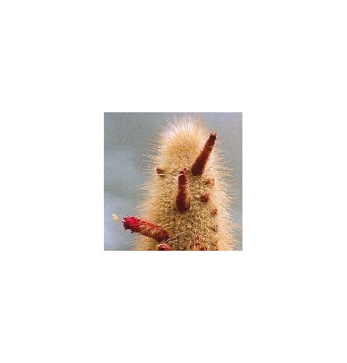 Cleistocactus Strausii*  (Aura Cleansing Cactus) élixir 15ml