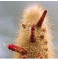 Cleistocactus Strausii*  (Aura Cleansing Cactus) élixir 15ml