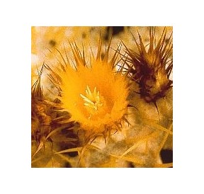 Echinocactus Grusonii (Golden Barrel Cactus) élixir
