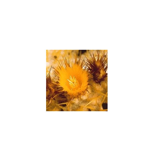 Echinocactus Grusonii* (Golden Barrel Cactus) élixir 15ml