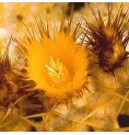 Echinocactus Grusonii (Golden Barrel Cactus) élixir
