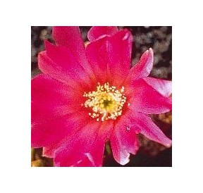 Echinocereus* (Beauty Cactus) élixir 15ml