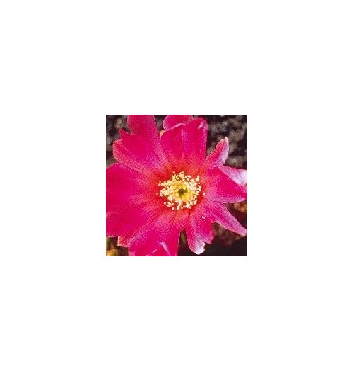 Echinocereus* (Beauty Cactus) élixir 15ml