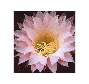 Echinopsis Oxygona* (Inspiration Cactus) élixir 15ml