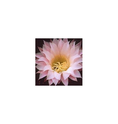 Echinopsis Oxygona* (Inspiration Cactus) élixir 15ml