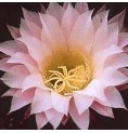 Echinopsis Oxygona* (Inspiration Cactus) élixir 15ml