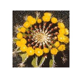 Ferocactus Schwarzii (Self - Esteem Cactus) élixir