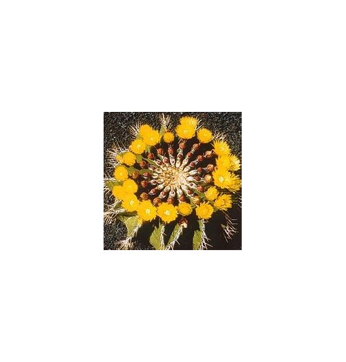 Ferocactus Schwarzii* (Self - Esteem Cactus) élixir 15ml