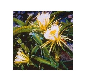 Hylocereus Undatus* (Here and now cactus) élixir 15ml