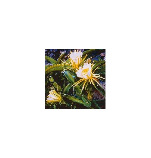 Hylocereus Undatus* (Here and now cactus) élixir 15ml