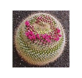 Mammillaria Rubrograndis* (Formation Cactus) élixir 15ml