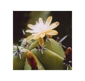 Myrtillocactus Geometrizans* (Blueberry Cactus) élixir 15ml